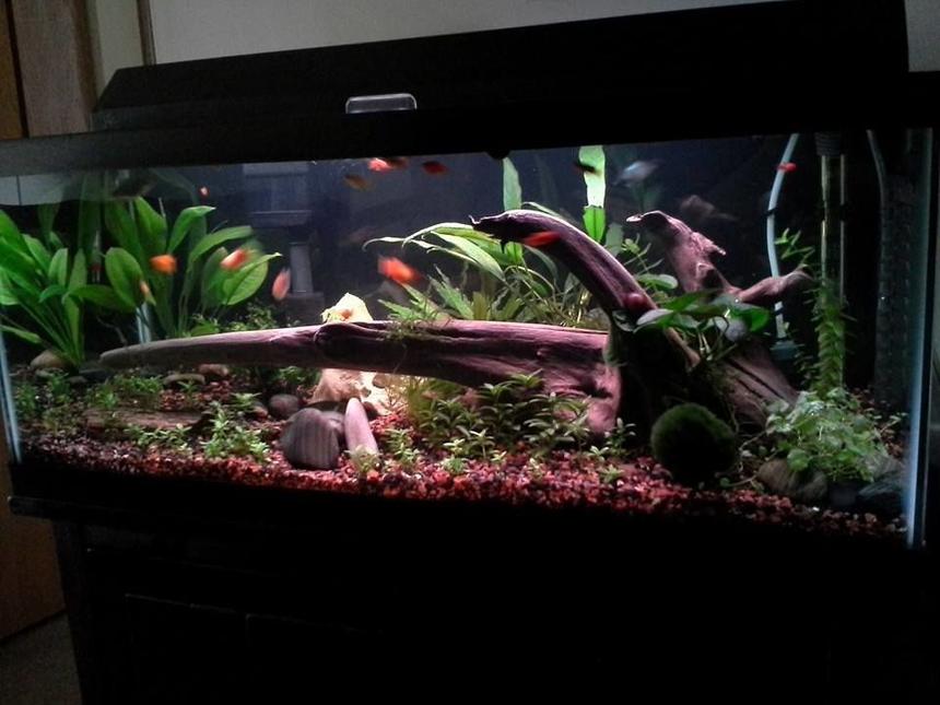 Rated #13: 20 Gallons Planted Tank - A work in progress!