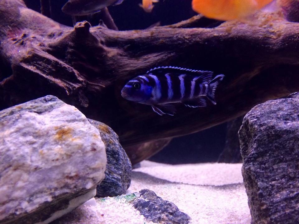 freshwater fish - pseudotropheus demasoni - demasoni cichlid stocking in 75 gallons tank - Pombo Rocks Chiclid (Pseudotropheus Demasoni)
