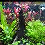 fish tank picture - 5 months old. Took out a few plants and added some new ones. The Wisteria has blown up in the month that's it's been in my tank.