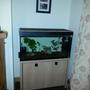 40 gallons freshwater fish tank (mostly fish and non-living decorations) - New tank
