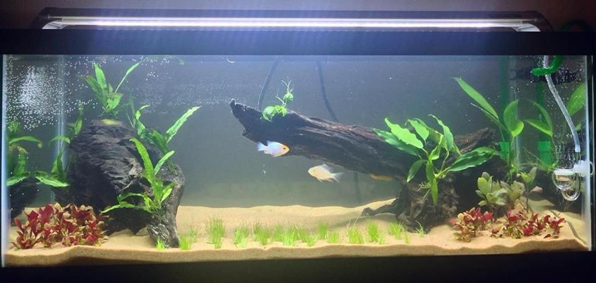 20 gallons freshwater fish tank (mostly fish and non-living decorations) - This is a new 20G long and it is a work in progress. This tank has co2, plant fertilizers, a canister filter, fuseray lighting, etc.