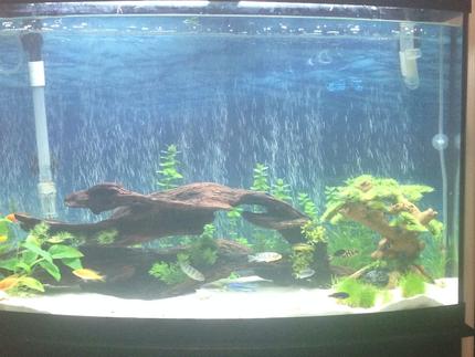 36 gallons planted tank (mostly live plants and fish) - Cichlid live planted