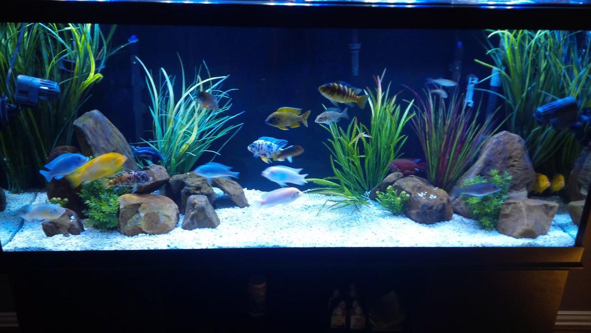120 gallons freshwater fish tank (mostly fish and non-living decorations) - 120 gallon mbuna-peacock tank with 9 more peacocks on the way.