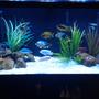 120 gallons freshwater fish tank (mostly fish and non-living decorations) - 120 gallon mbuna-peacock tank with 9 more peacocks on the way.