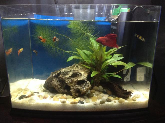 10 gallons planted tank (mostly live plants and fish) - One month old, betta, bumble bee
goby, 5 guppies, might purchase 2
bee shrimps and java moss. Tank is
cleaned of fish waste daily, water
changes every week.