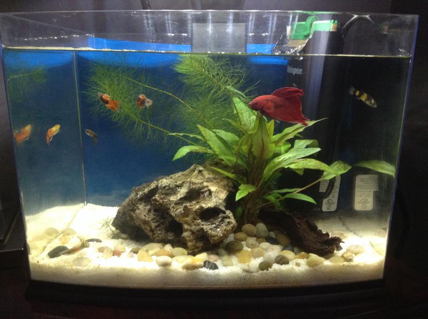 Rated #68: 10 Gallons Planted Tank - One month old, betta, bumble bee
goby, 5 guppies, might purchase 2
bee shrimps and java moss. Tank is
cleaned of fish waste daily, water
changes every week.