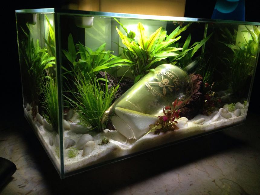 Rated #57: 6 Gallons Planted Tank
