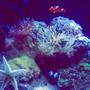 14 gallons reef tank (mostly live coral and fish) - bio cube reef tank