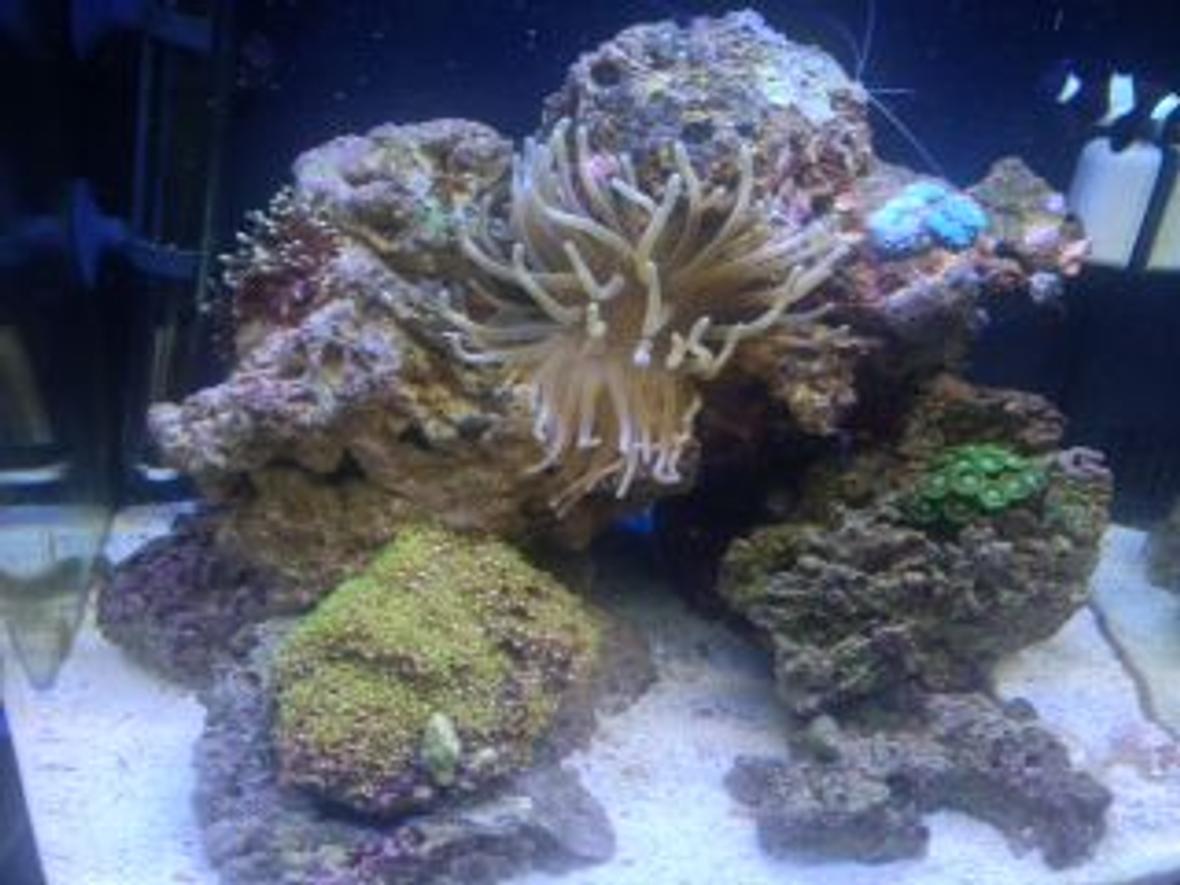 14 gallons saltwater fish tank (mostly fish, little/no live coral) - my first saltwater tank