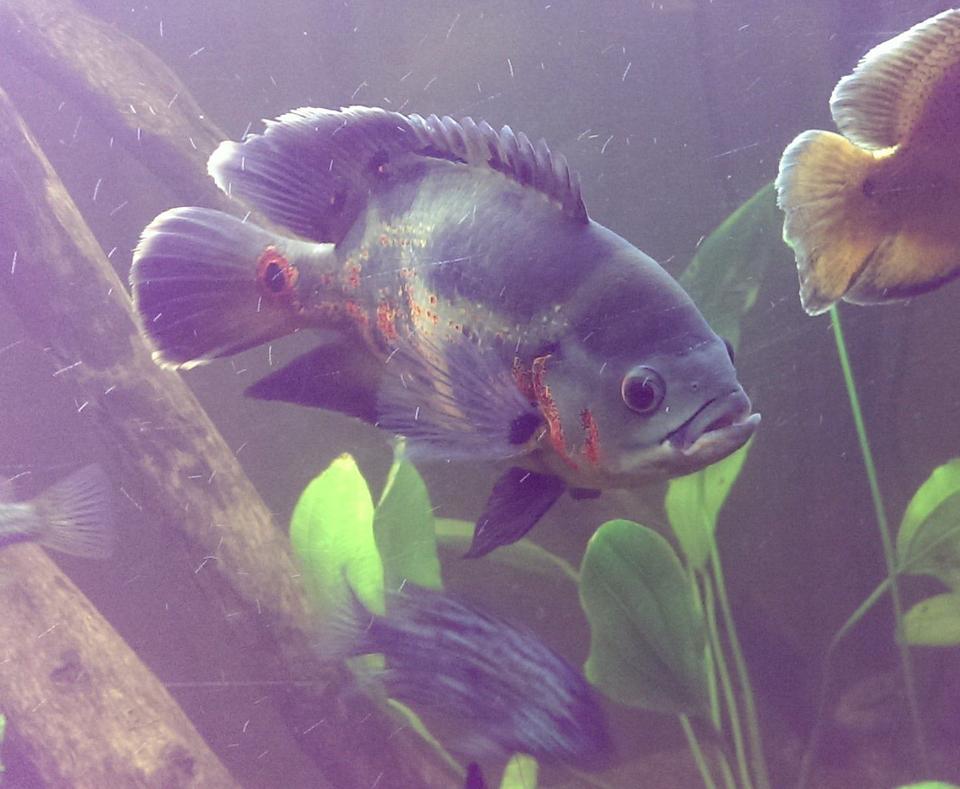 freshwater fish - astronotus ocellatus - tiger oscar stocking in 125 gallons tank - King of the tank, my brothers Tiger Oscar. About 9" long
