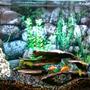 50 gallons freshwater fish tank (mostly fish and non-living decorations)
