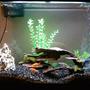 50 gallons freshwater fish tank (mostly fish and non-living decorations)
