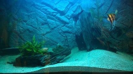 freshwater fish - pterophyllum scalare - angelfish stocking in 100 gallons tank - main tank