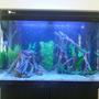 40 gallons freshwater fish tank (mostly fish and non-living decorations)