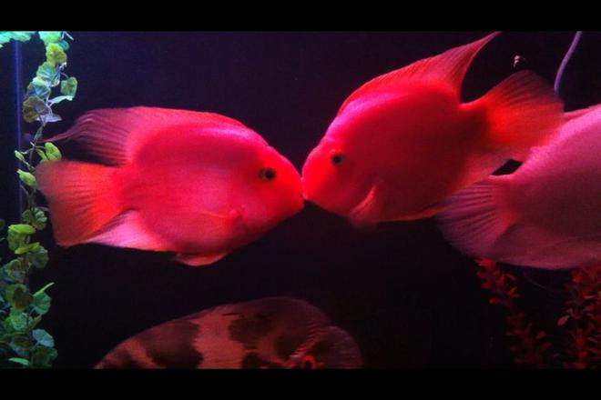 freshwater fish - heros severus x amphilophus citrinellum - blood parrot stocking in 140 gallons tank - My parrot cichlid