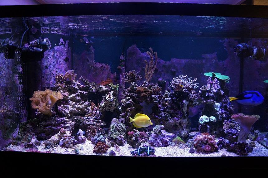 Rated #16: 120 Gallons Reef Tank - 120 reef updated photo