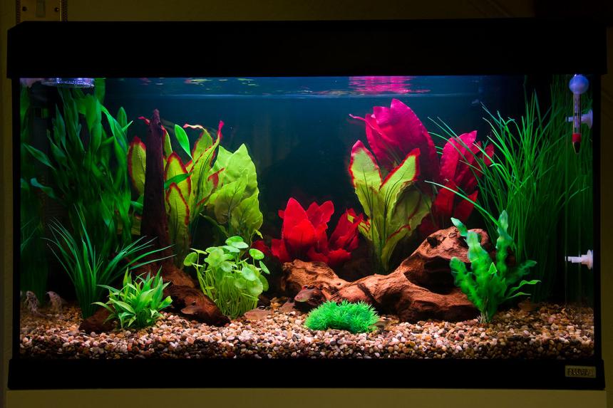 Rated #20: 27 Gallons Freshwater Fish Tank - Many of you saw the previous incarnation of this tank several weeks back. Well this is take two, which incorporates many of the subtle improvements I was planning to implement. The tank is designed simply to be a  colorful centrepiece to my living room. As such it is not replicating any particular habitat. I Just want it to pop!