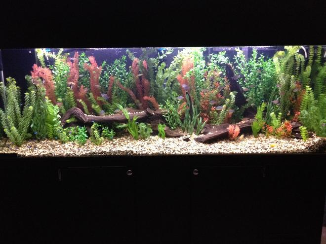 135 gallons freshwater fish tank (mostly fish and non-living decorations) - my baby.  See my profile for description