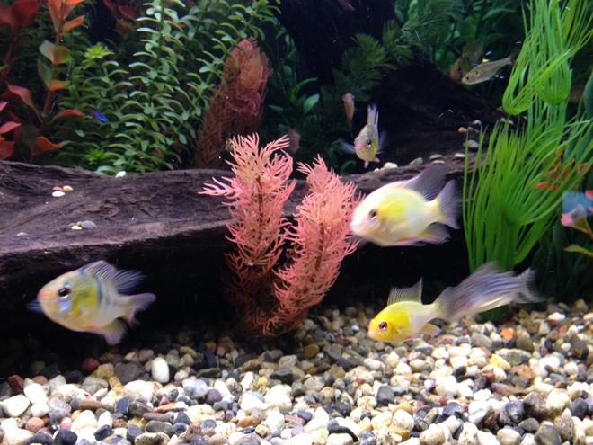 freshwater fish - papiliochromis ramirezi - german blue ram stocking in 135 gallons tank - German Blue and Golden Rams