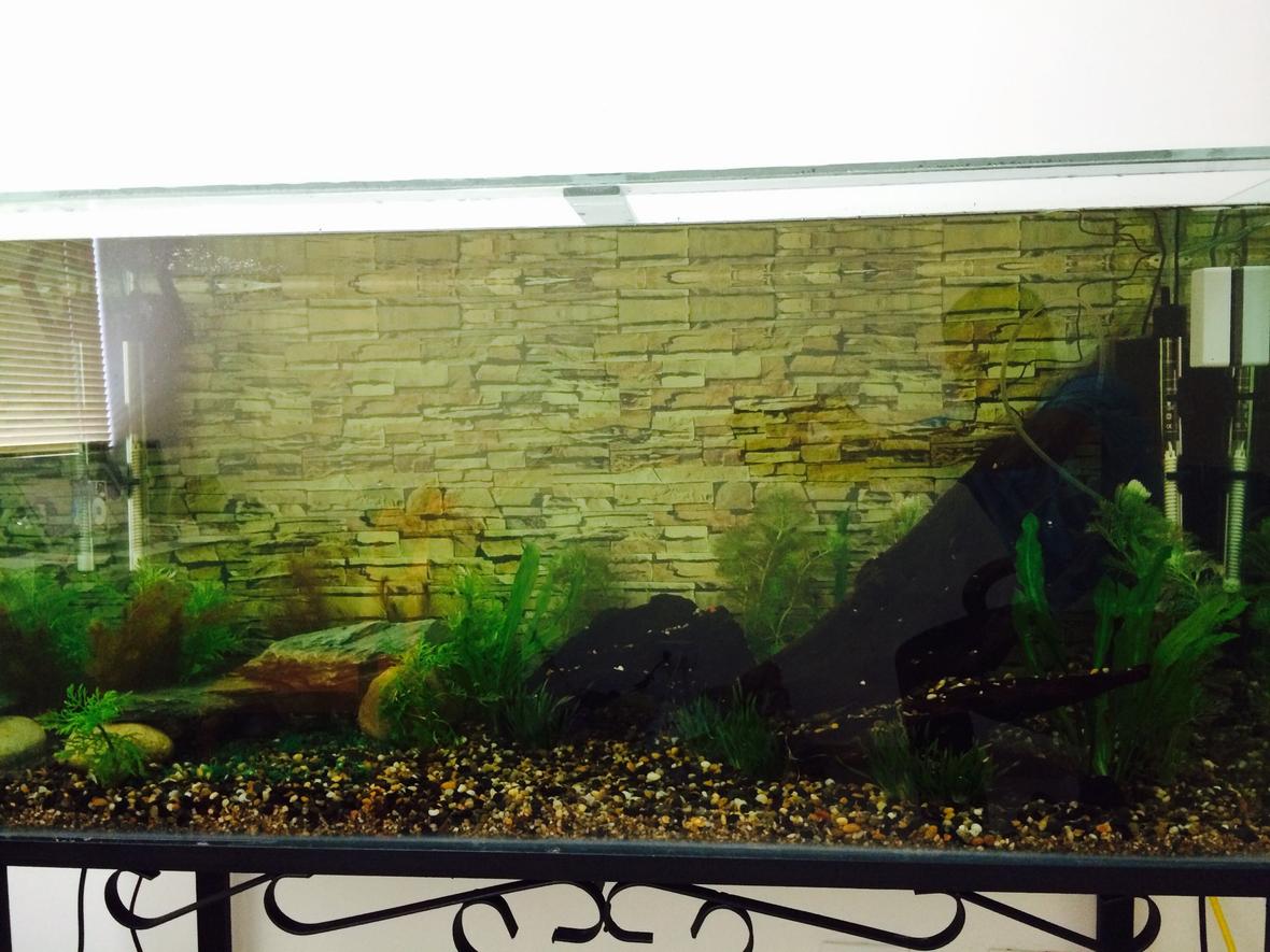 fish tank picture - More plants, driftwood, and rocks.
