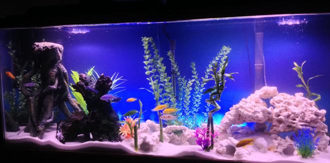 55 gallons freshwater fish tank (mostly fish and non-living decorations) - My 55gal African Cichlid tank