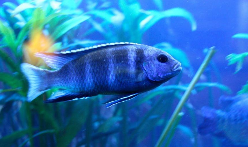 Rated #1146: Freshwater Fish - Cyrtocara Moorii - Blue Dolphin Cichlid Stocking In 60 Gallons Tank - Fierce malawi!