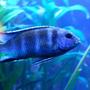 freshwater fish - cyrtocara moorii - blue dolphin cichlid stocking in 60 gallons tank - Fierce malawi!