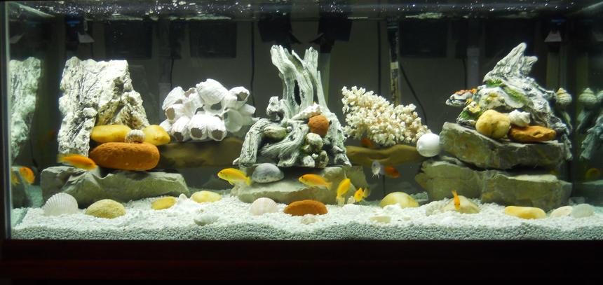 Rated #43: 75 Gallons Freshwater Fish Tank - 75 gallon freshwater tank with multiple cichlids