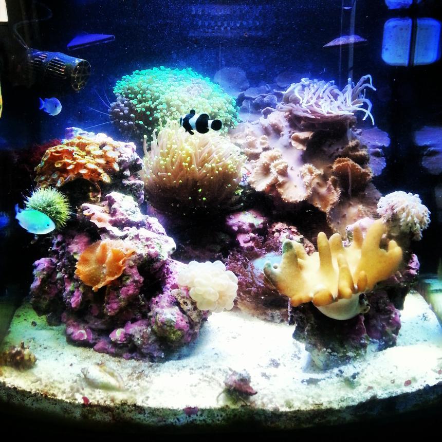 Rated #15: 30 Gallons Reef Tank - Full tank view