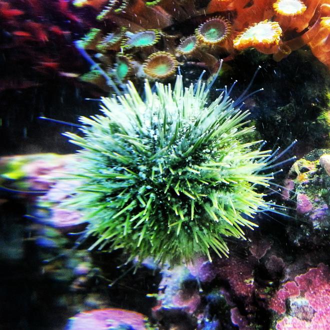 corals inverts - lytechinus variegatus - pincushion urchin stocking in 30 gallons tank - Urchin