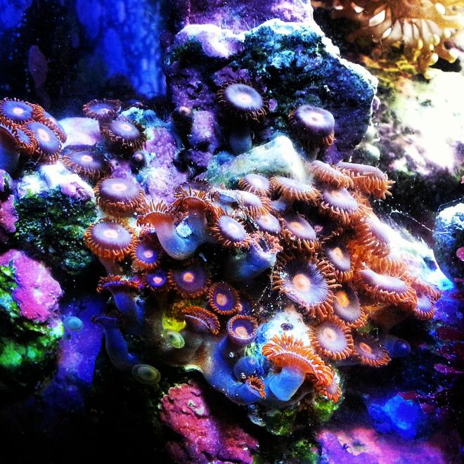 corals inverts - zoanthus sp. - colony polyp, sunrise supernova stocking in 30 gallons tank - Zoas