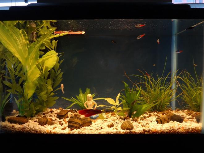 10 gallons freshwater fish tank (mostly fish and non-living decorations) - Modified my tank a bit, also welcomng baby guppy to d tank, hv mvd female guppies to different tank. And veiltail betta...happily swimmng tgethr