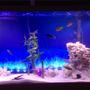 55 gallons freshwater fish tank (mostly fish and non-living decorations) - Cichlid tank