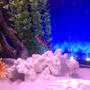 fish tank picture - Cichlids