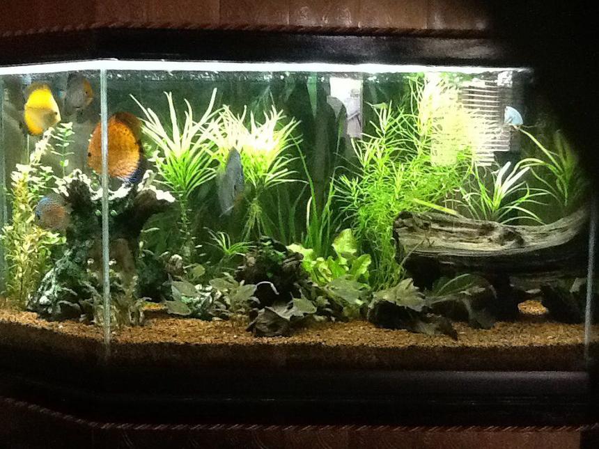 Rated #8: 65 Gallons Freshwater Fish Tank - 65 gal discus tank. Discus, Diamond Tetras, Otos, Bristlenose Plecos, Amano Shrimp