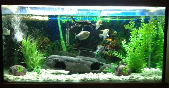 114 gallons freshwater fish tank (mostly fish and non-living decorations) - Tank also has a very placid eastern long neck turtle