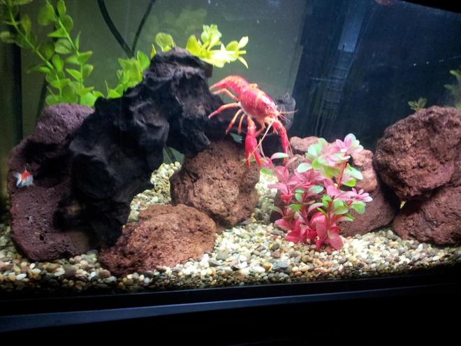 65 gallons freshwater fish tank (mostly fish and non-living decorations) - 20gal fishtank, lava rocks driftwood one big red clawfish lobster i keep only plastic plants in this tank the lobster eat every real plants so i feed him one time per week with lettuce.
