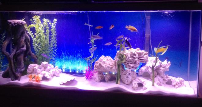 55 gallons freshwater fish tank (mostly fish and non-living decorations) - Reef rock in 55gal cichlid tank