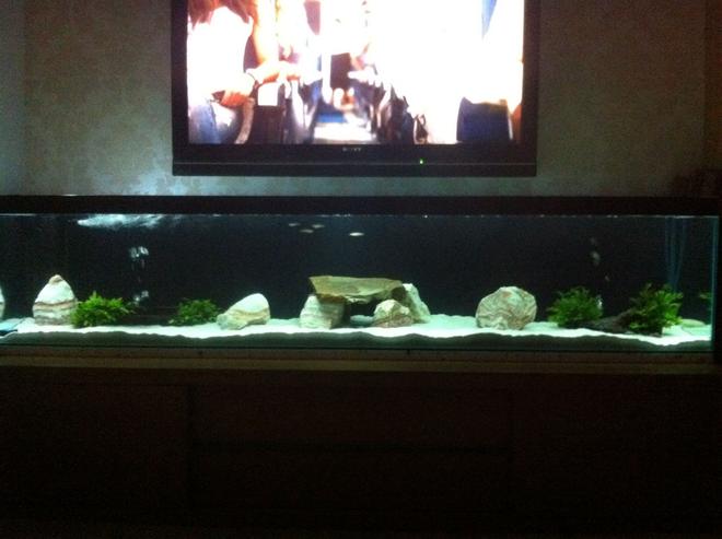 55 gallons freshwater fish tank (mostly fish and non-living decorations) - My tank, still building fish population, only about 6 fish in there at the min.78