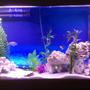 fish tank picture - 55gal cichlid