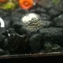 fish tank picture - My trap door snails are laying their eggs!