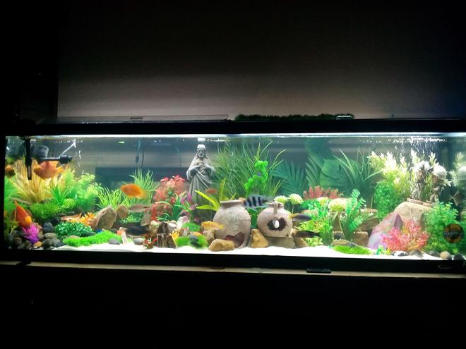 125 gallons freshwater fish tank (mostly fish and non-living decorations) - I did this tank for new born baby girl