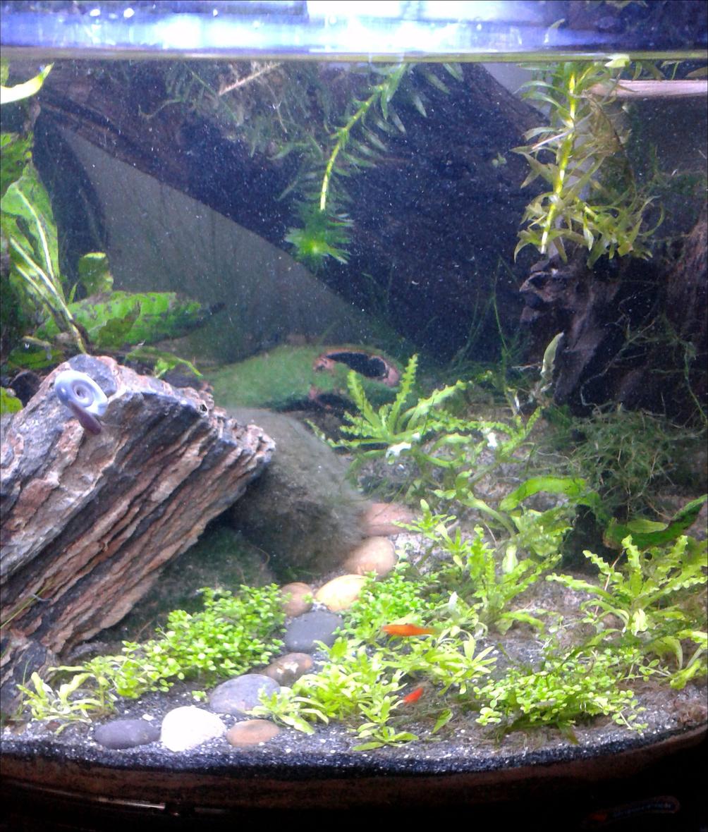 6 gallons planted tank (mostly live plants and fish) - Down the garden path