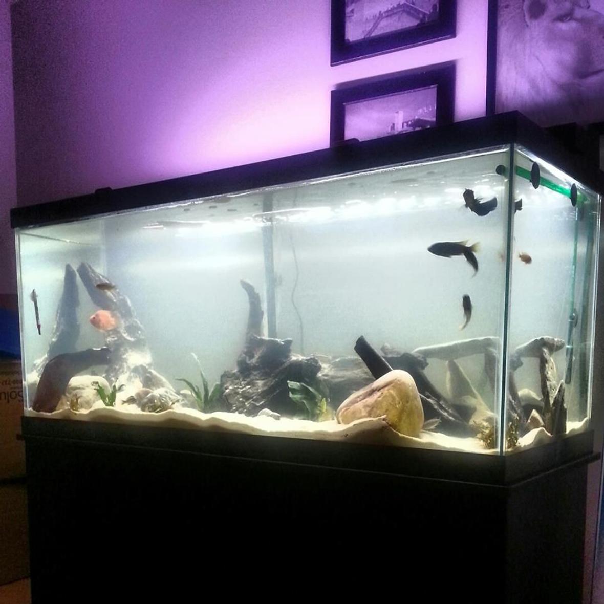 75 gallons freshwater fish tank (mostly fish and non-living decorations) - New Set up