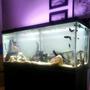 75 gallons freshwater fish tank (mostly fish and non-living decorations) - New Set up