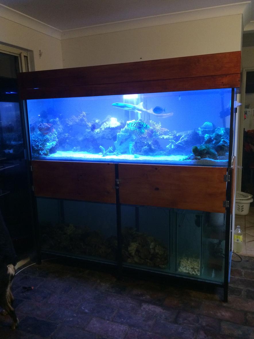 230 gallons saltwater fish tank (mostly fish, little/no live coral) - New setup
