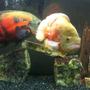 freshwater fish - astronotus ocellatus - albino oscar stocking in 75 gallons tank - Close up