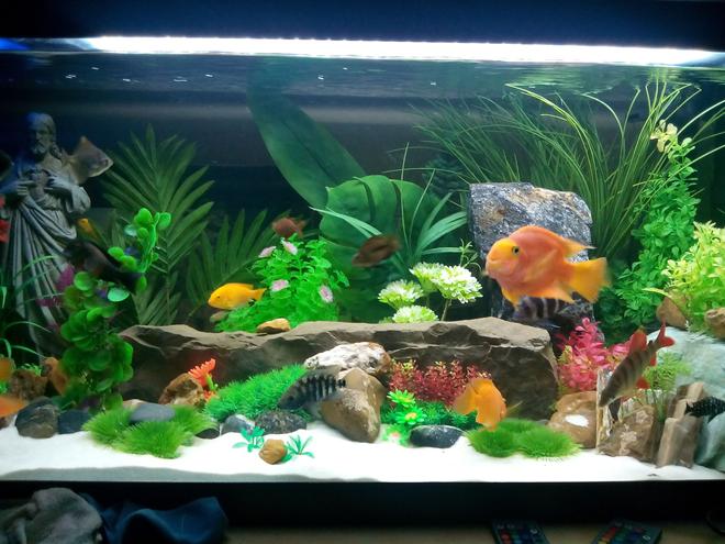 125 gallons freshwater fish tank (mostly fish and non-living decorations) - ..