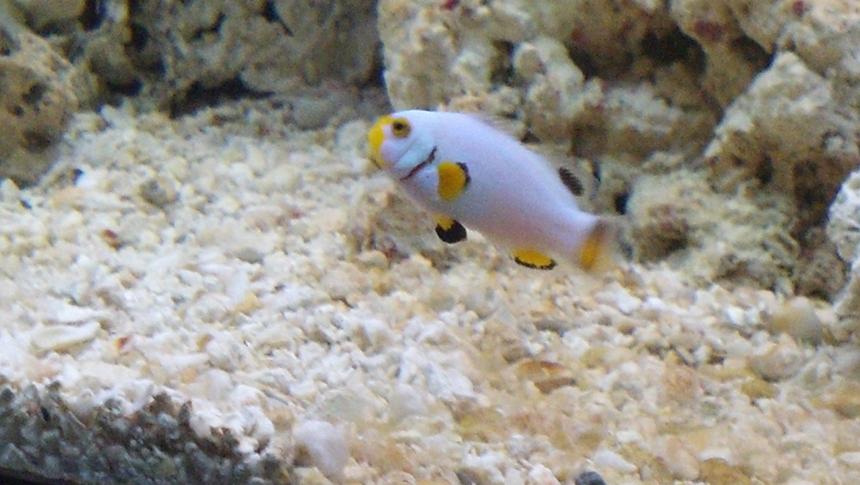 Rated #8: Saltwater Fish - Amphiprion Percula - Platinum Clownfish Stocking In 270 Gallons Tank - Platinum clown