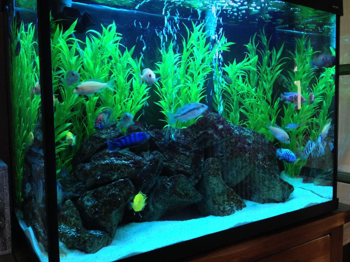 44 gallons freshwater fish tank (mostly fish and non-living decorations) - Tank Update